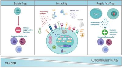 Regulatory T Cells in Autoimmunity and Cancer: A Duplicitous Lifestyle